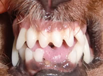 歯科疾患 歯周外科 ふなぼり動物病院